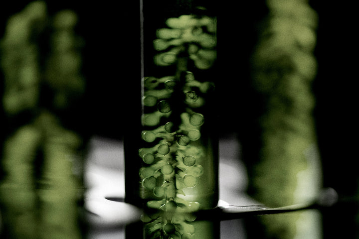 Chlorella Algae